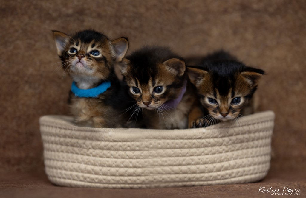 WhisperWing/Star/Wind 3 Semaines