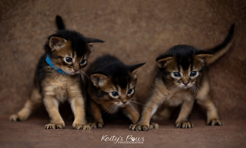 WhisperWing/Star/Wind 3 Semaines