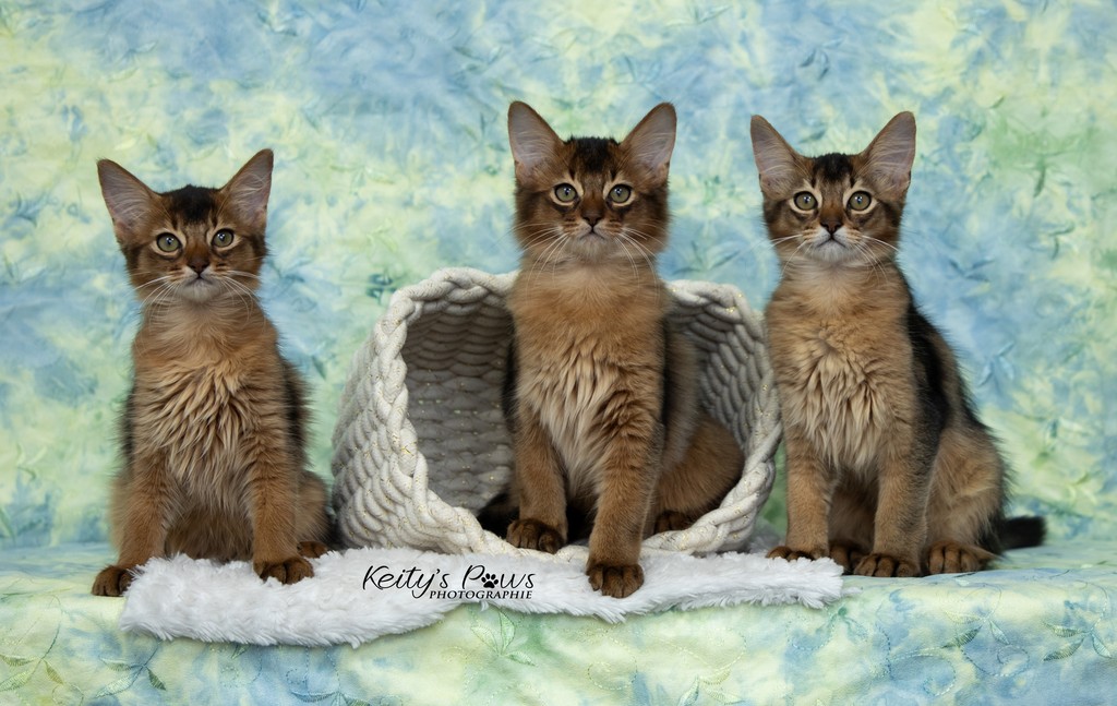 Alya Altaïs-Wano Ankãa  3 Mois