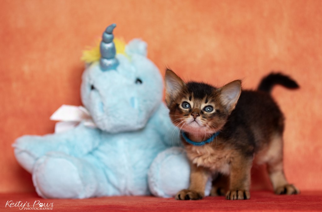 WhisperStar  Loki Moka 1 Mois