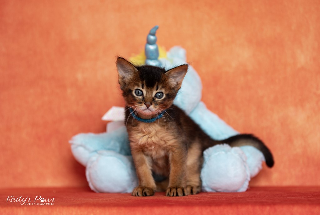 WhisperStar  Loki Moka 1 Mois