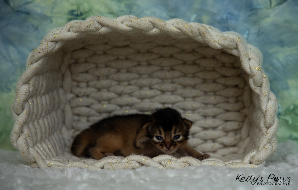 Amaretto-Aegon 2 Semaines