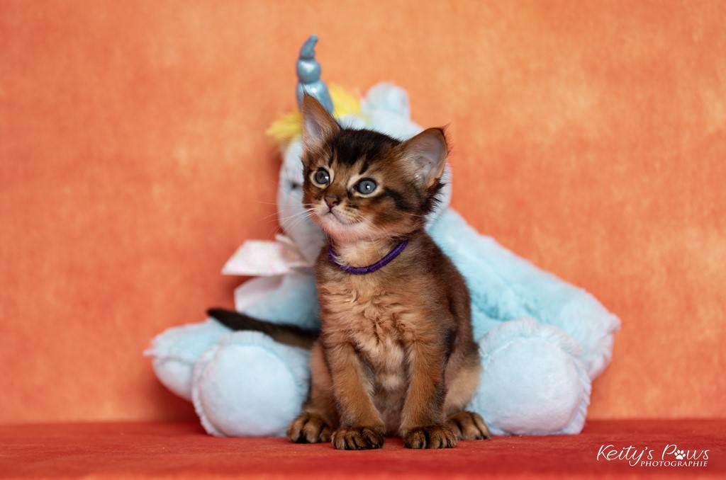 WhisperWind- Zorion 1 Mois