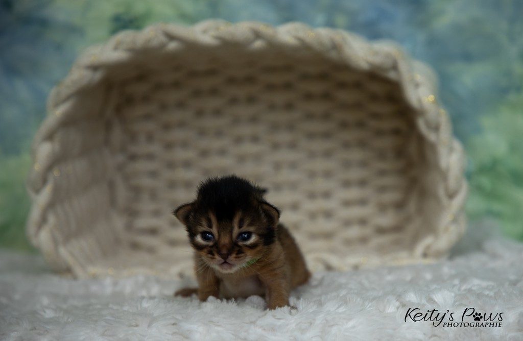 Amaretto-Aegon 2 Semaines