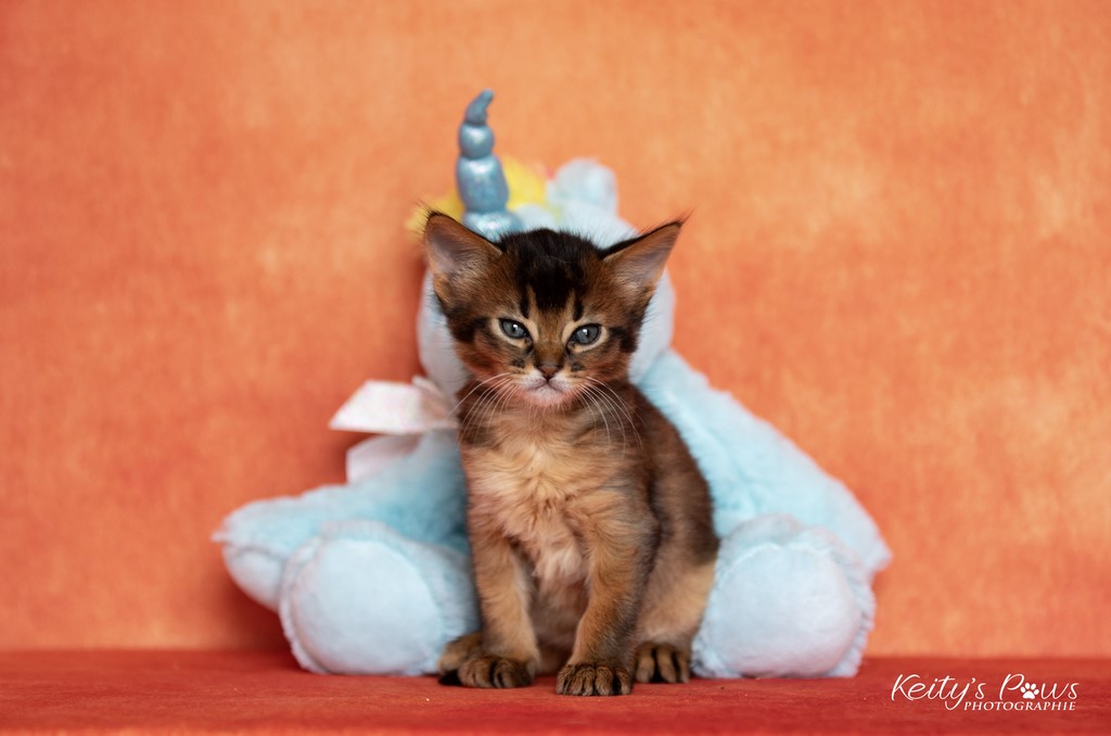 WhisperWing Neko 1 Mois