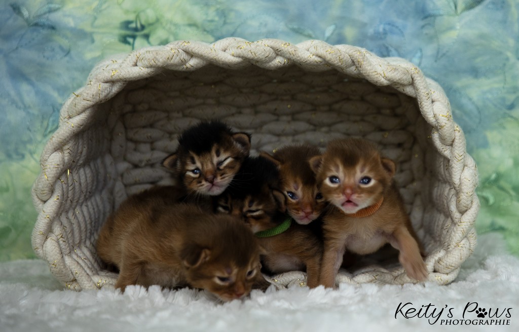 Aveveline,  Amandine,  After-Eight , Azuki-Māui, Amaretto-Aegon  2 Semaines