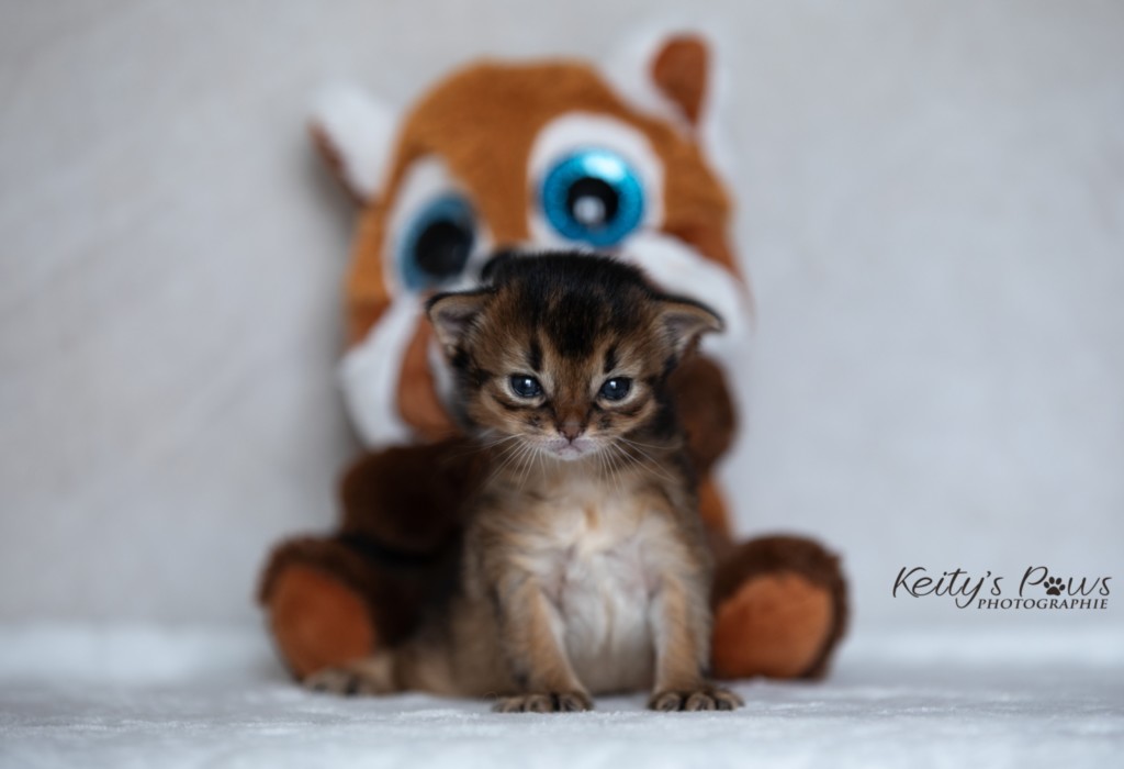   BeWitched Faë  2 Semaines