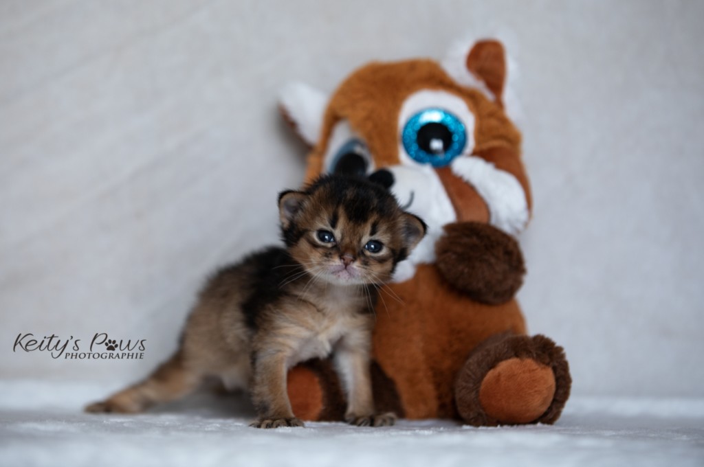   BeWitched Faë  2 Semaines