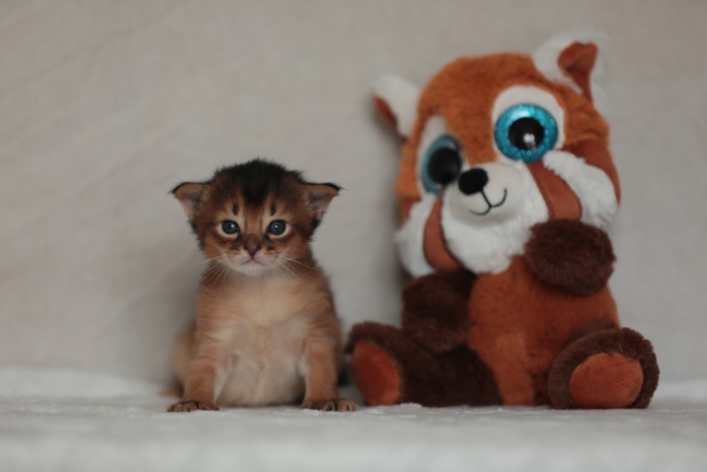 BlazeSpirit-Bowie (Lièvre)  1 Semaine