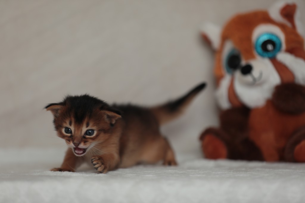 BlazeSpirit-Bowie (Lièvre)  1 Semaine