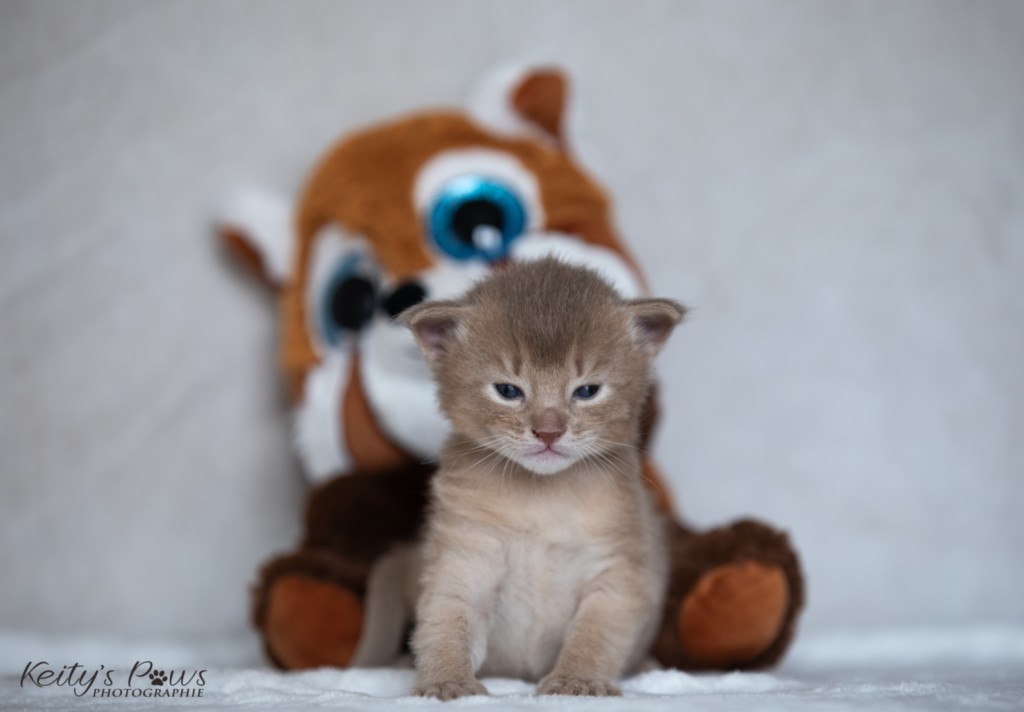 BorealBright (Fawn) 1 Semaine