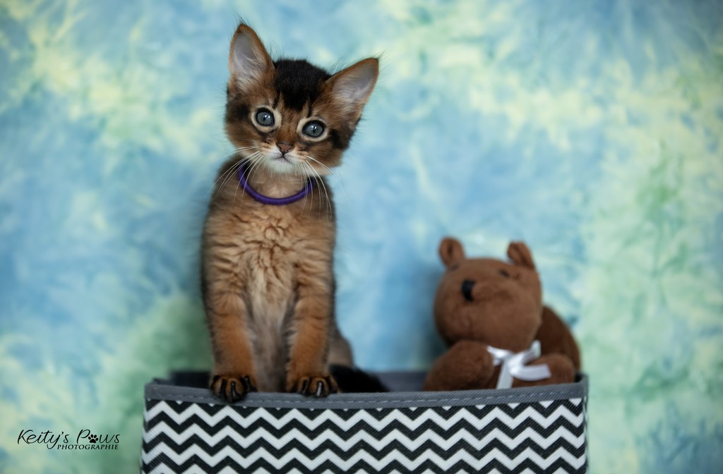 WhisperWind "Zorion" 1 Mois