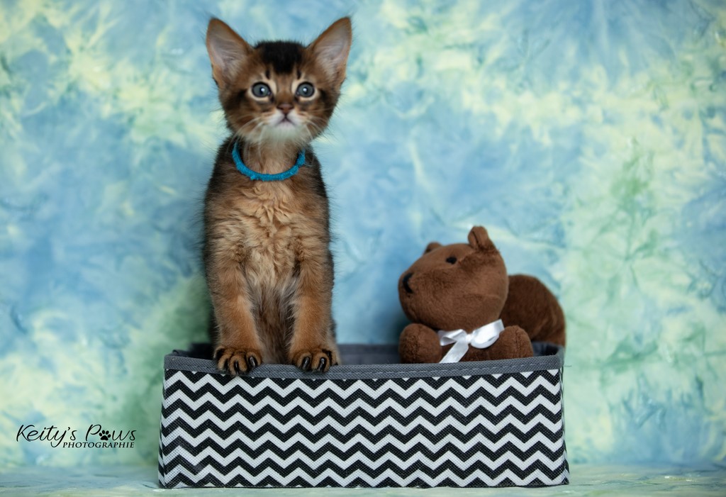 WhisperStar "Loki-Moka" 1 Mois