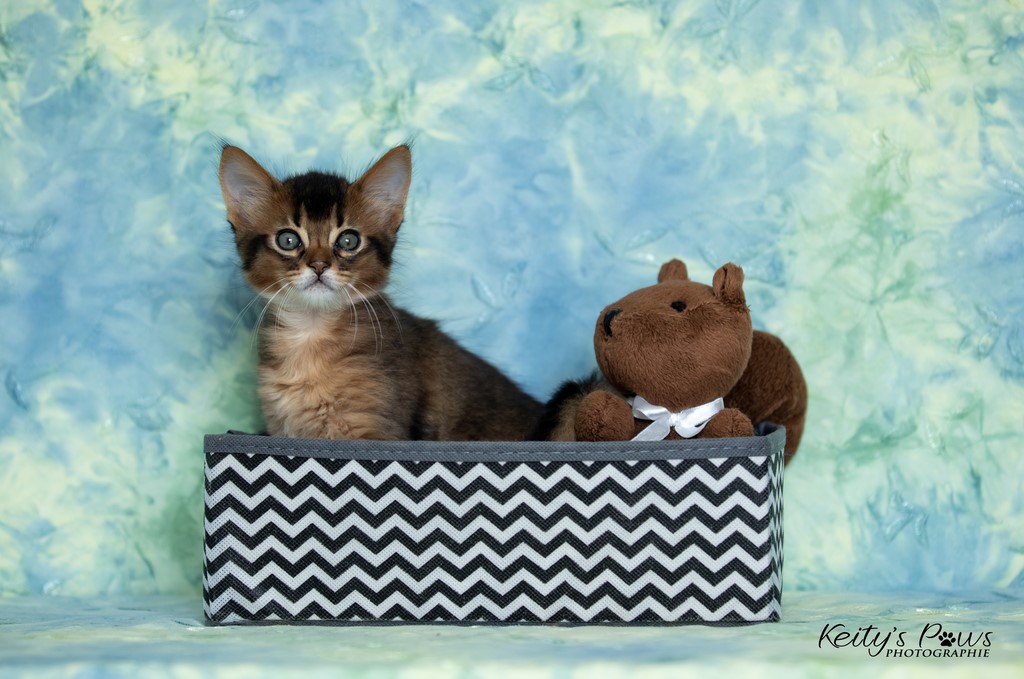 WhisperWing "Neko" 1 Mois