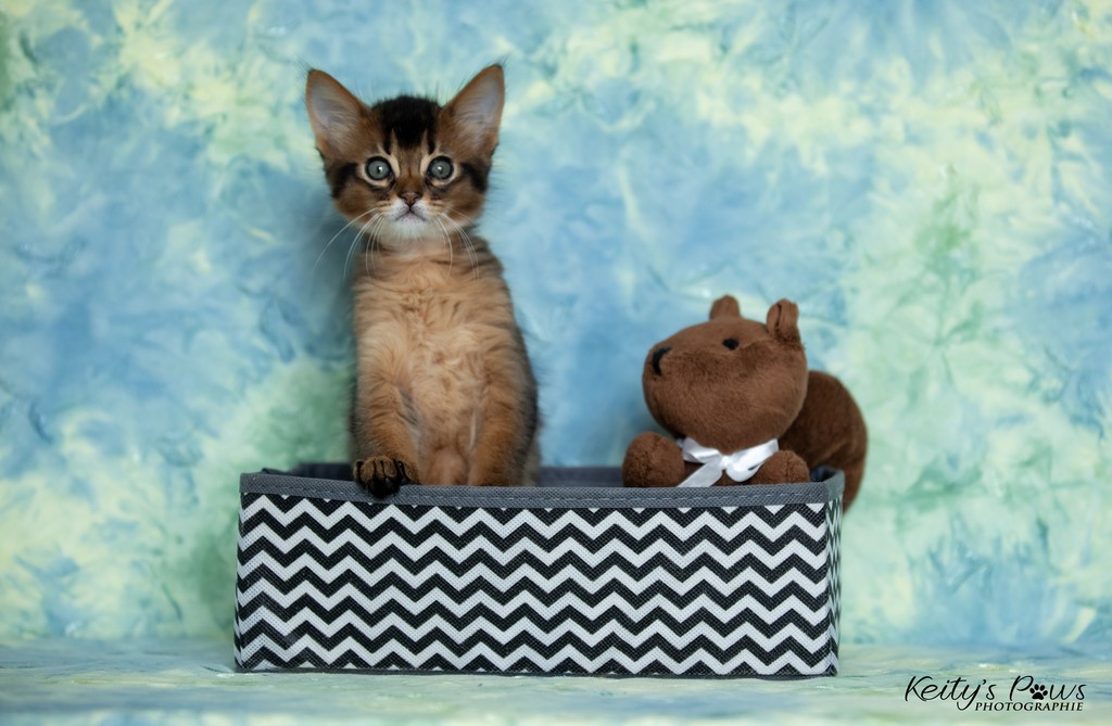 WhisperWing "Neko" 1 Mois