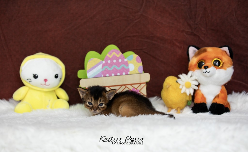 Amaaretto Aegon 3 Semaines