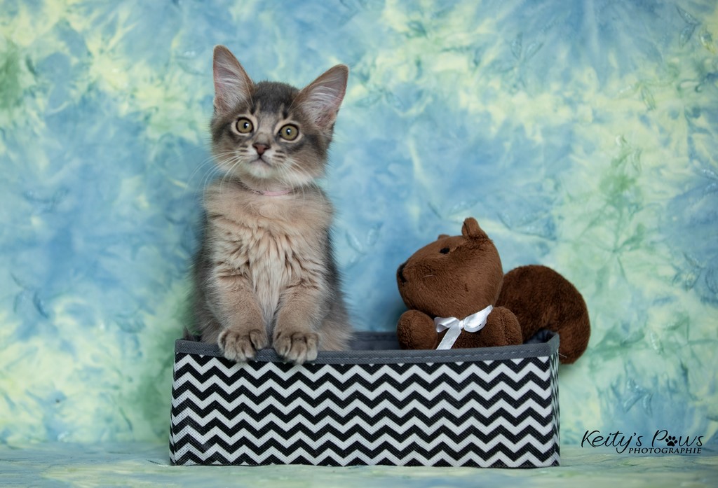 Underwater Sora 2 Mois