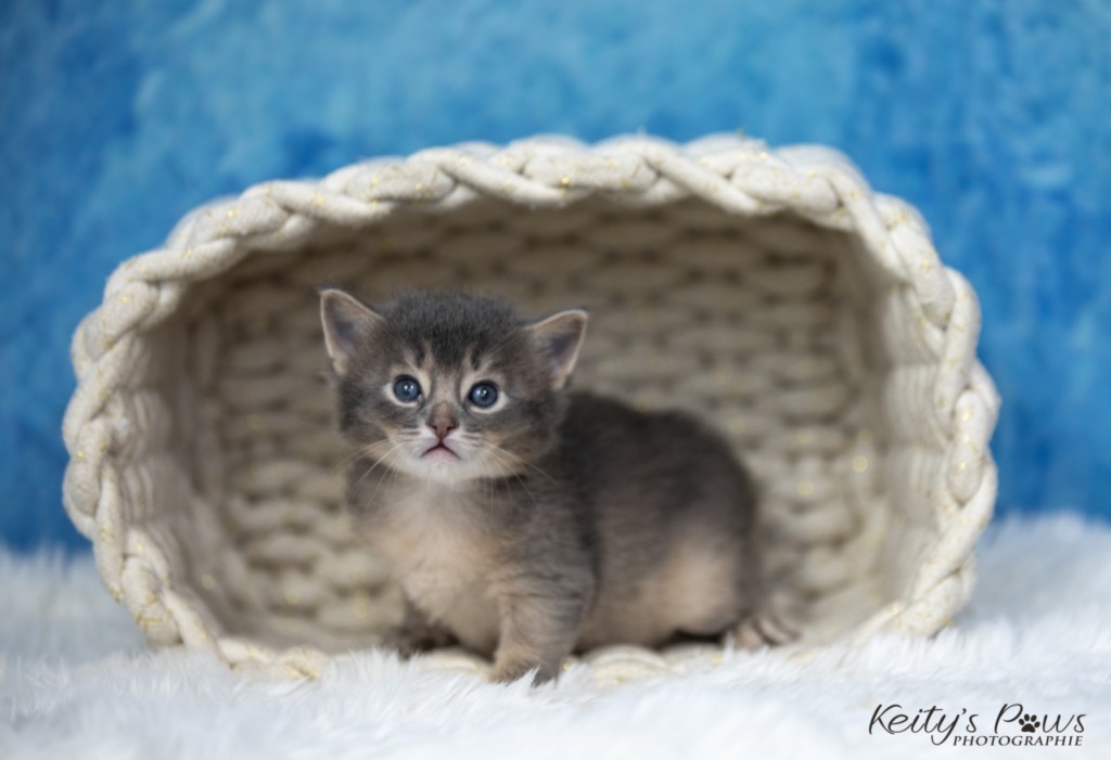 BlueMoon (bleu) 2 Semaines