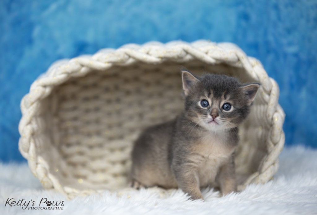  BlueMoon (bleu) 2 Semaines