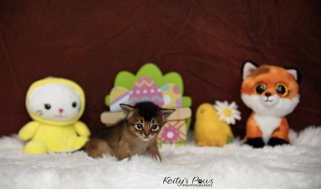 Azuki-Māui 3 Semaines