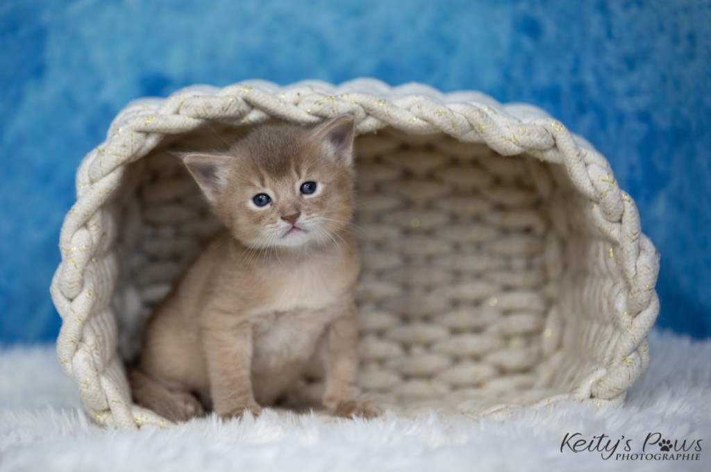 BorealBright (Fawn) 2 Semaines