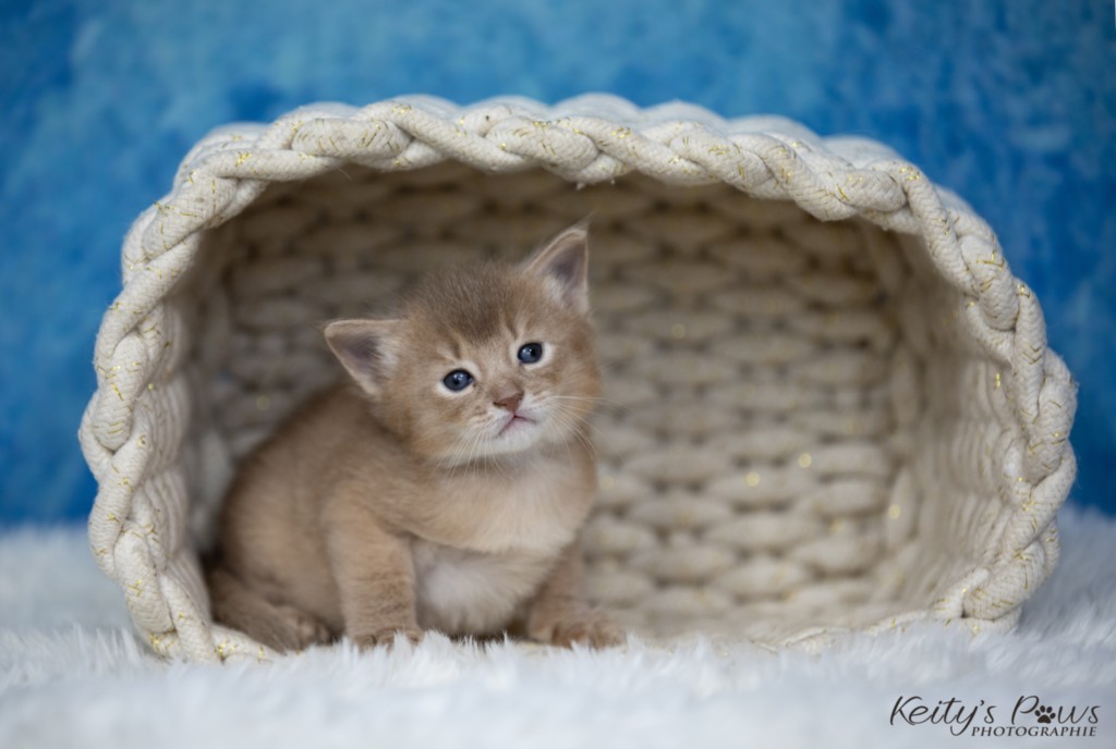 BorealBright (Fawn) 2 Semaines