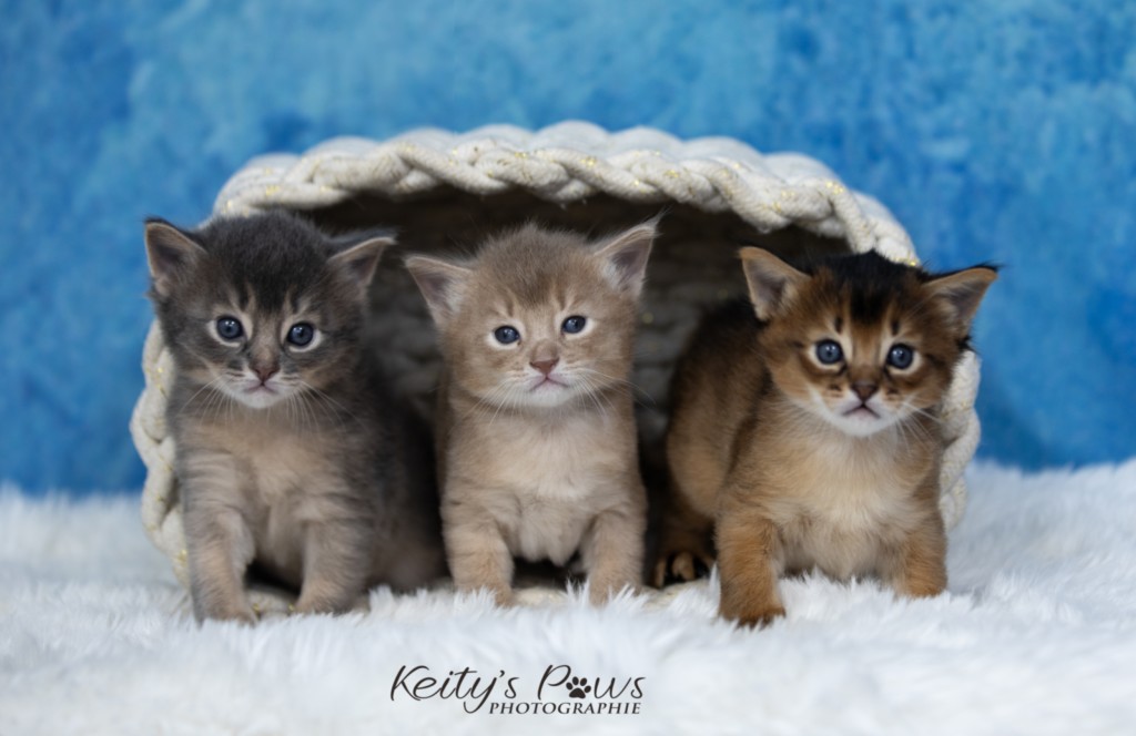 BlueMoon (bleu)-BlazeSpirit-Bowie (Lièvre) & BorealBright (Fawn) 2 Semaines