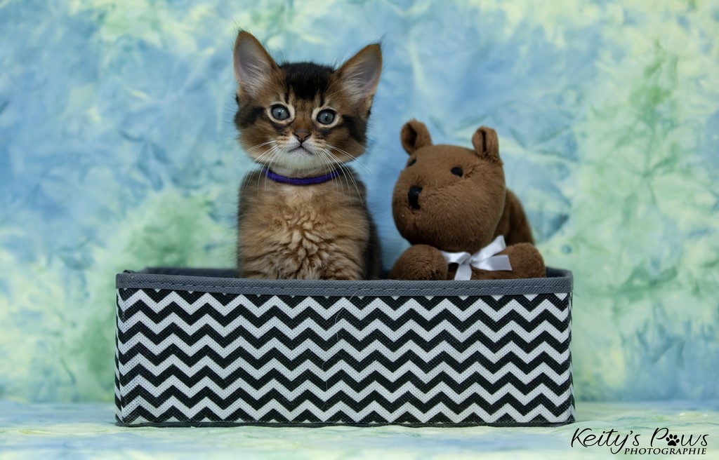 WhisperWind "Zorion" 1 Mois