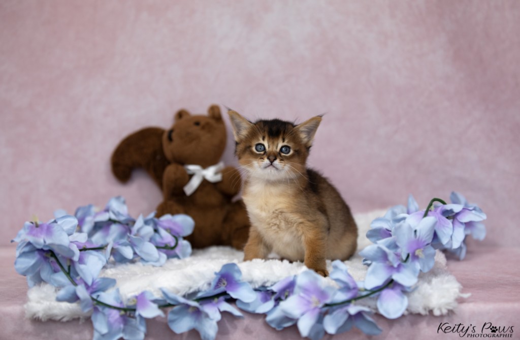 BlazeSpirit-Bowie (Lièvre) 1 Mois