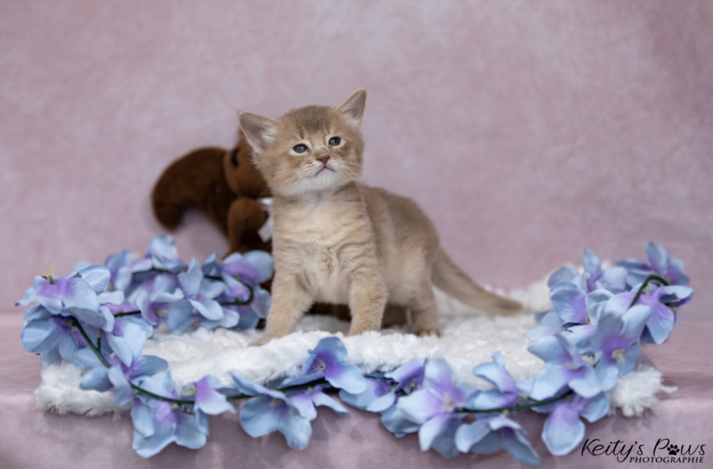 BorealBright-Braum (Fawn) 1 Mois