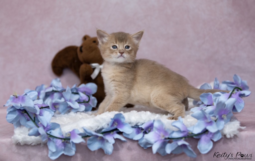 BorealBright-Braum (Fawn) 1 Mois