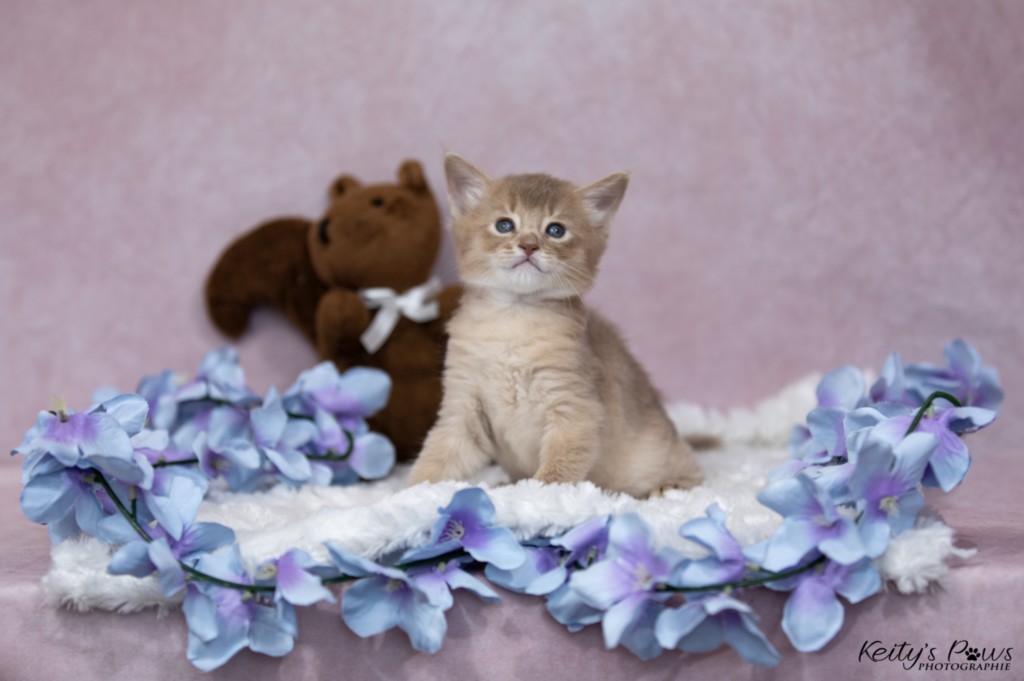 BorealBright-Braum (Fawn) 1 Mois