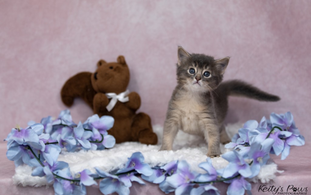 BlueMoon (Bleu) 1 Mois