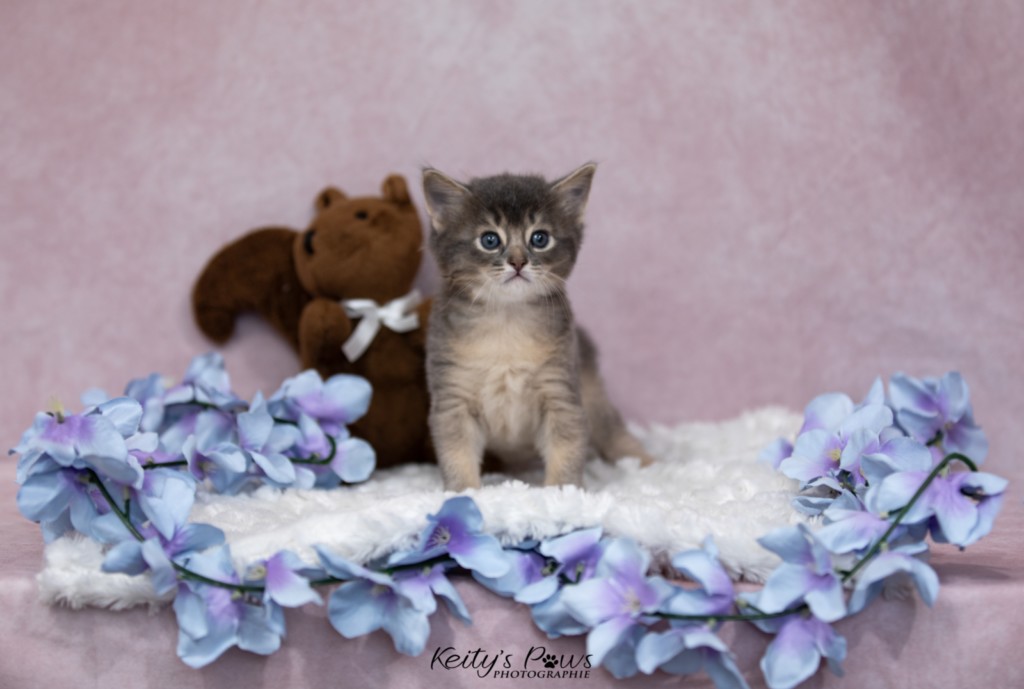 BlueMoon (Bleu) 1 Mois