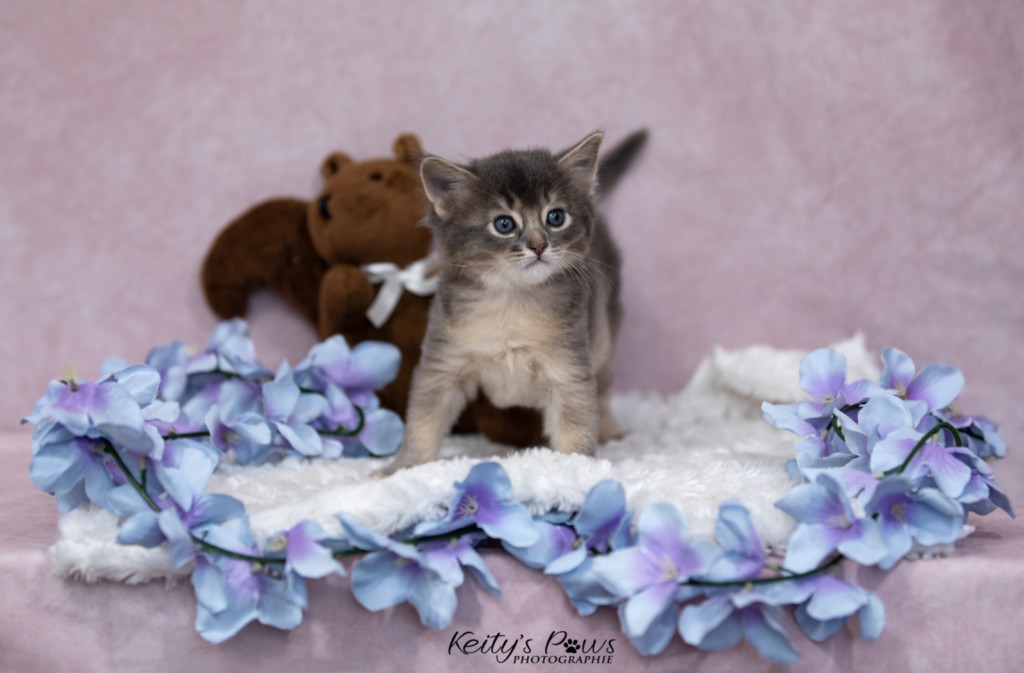 BlueMoon (Bleu) 1 Mois