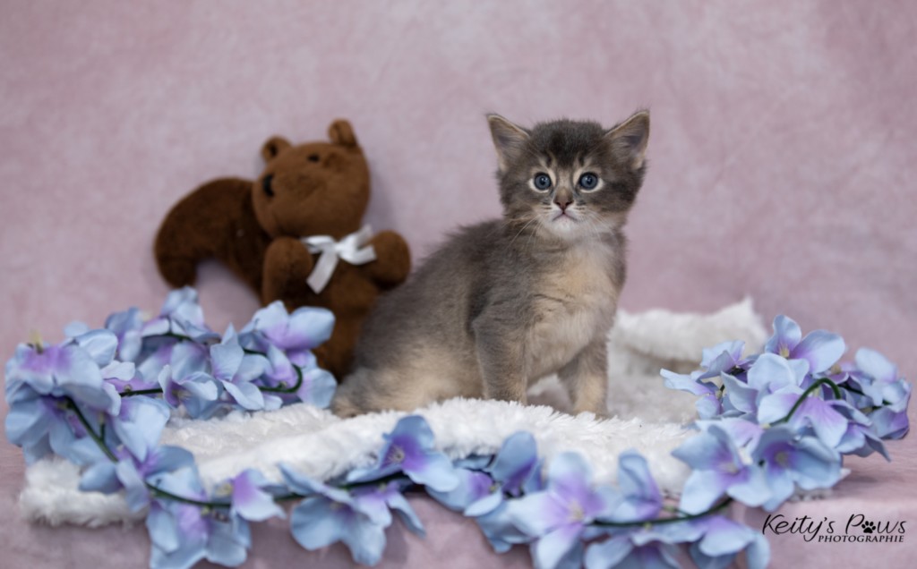 BlueMoon (Bleu) 1 Mois