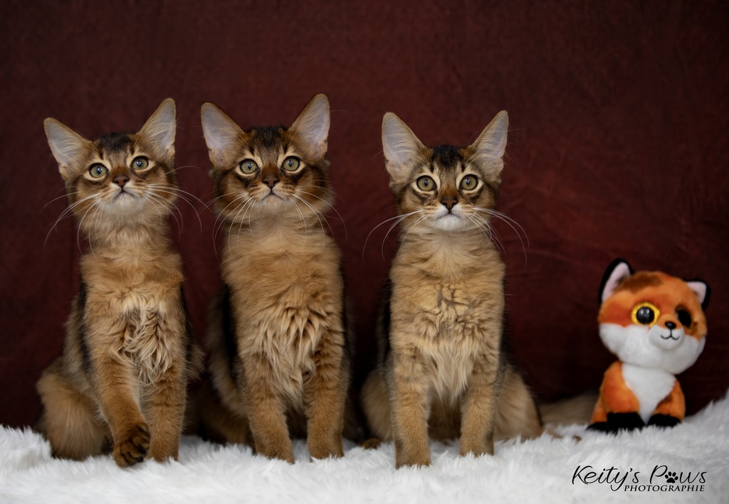 Alya Altaïs-Wano Ankãa  3 Mois