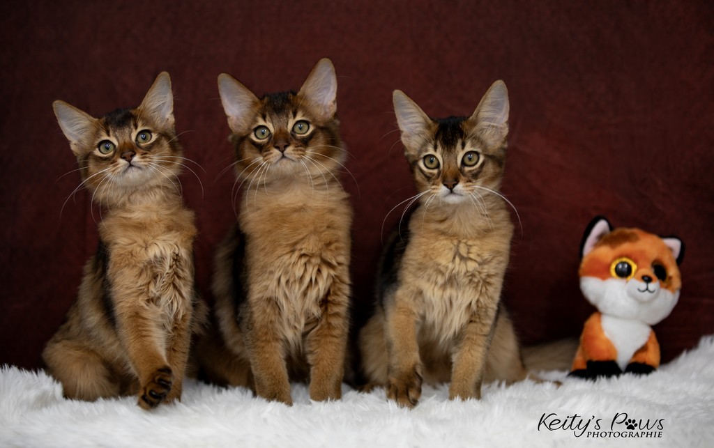 Alya Ankaa Altaïs Wano 3 Mois