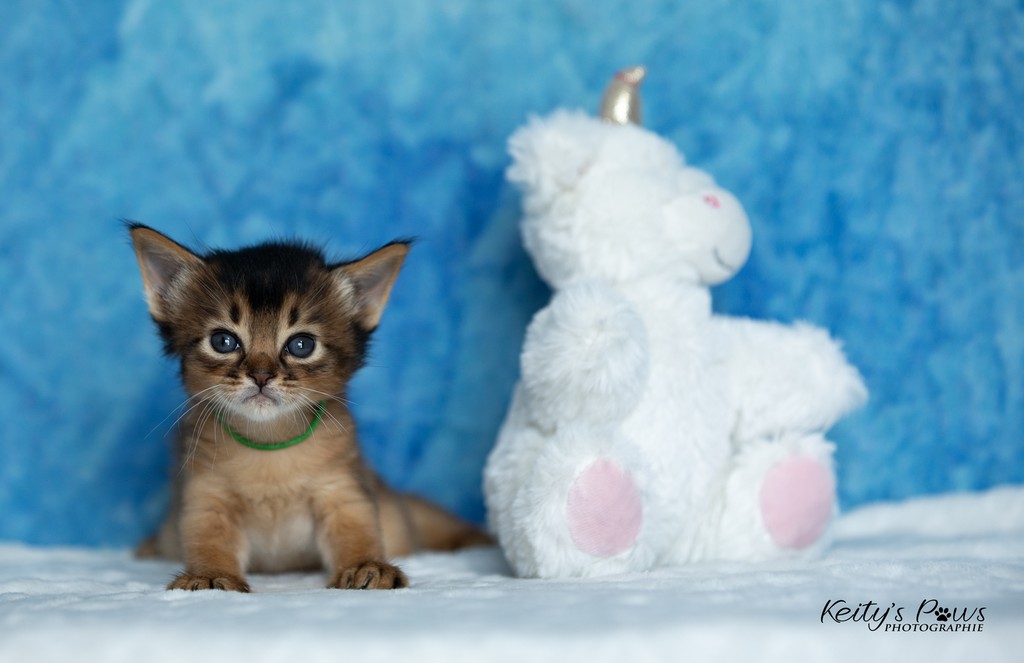  Amaretto Aegon 1 Mois