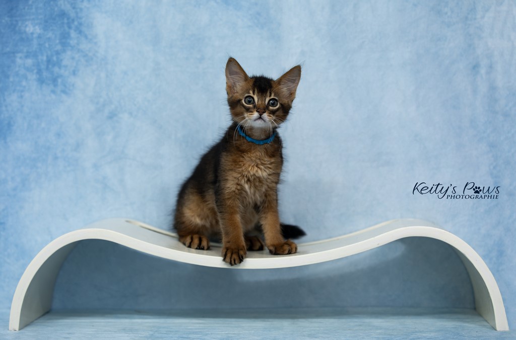 WhisperStar "Loki-Moka" 2 Mois