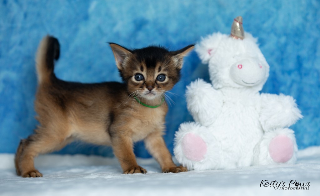  Amaretto Aegon 1 Mois