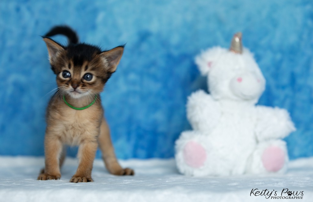  Amaretto Aegon 1 Mois