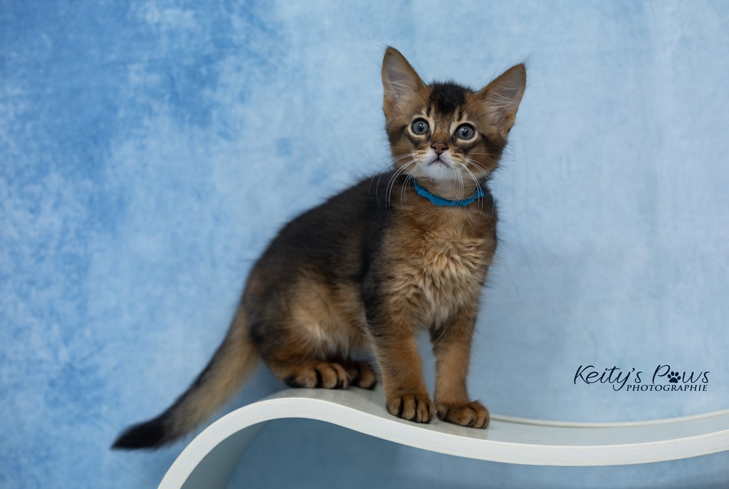 WhisperStar "Loki-Moka" 2 Mois