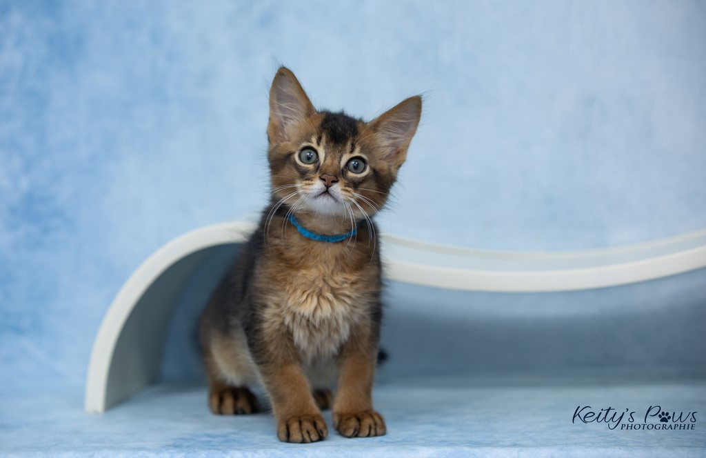 WhisperStar "Loki-Moka" 2 Mois