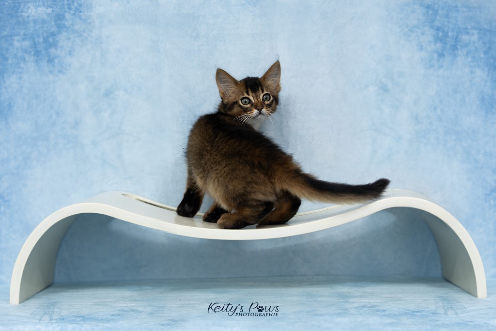 WhisperWing "Necko" 2 Mois