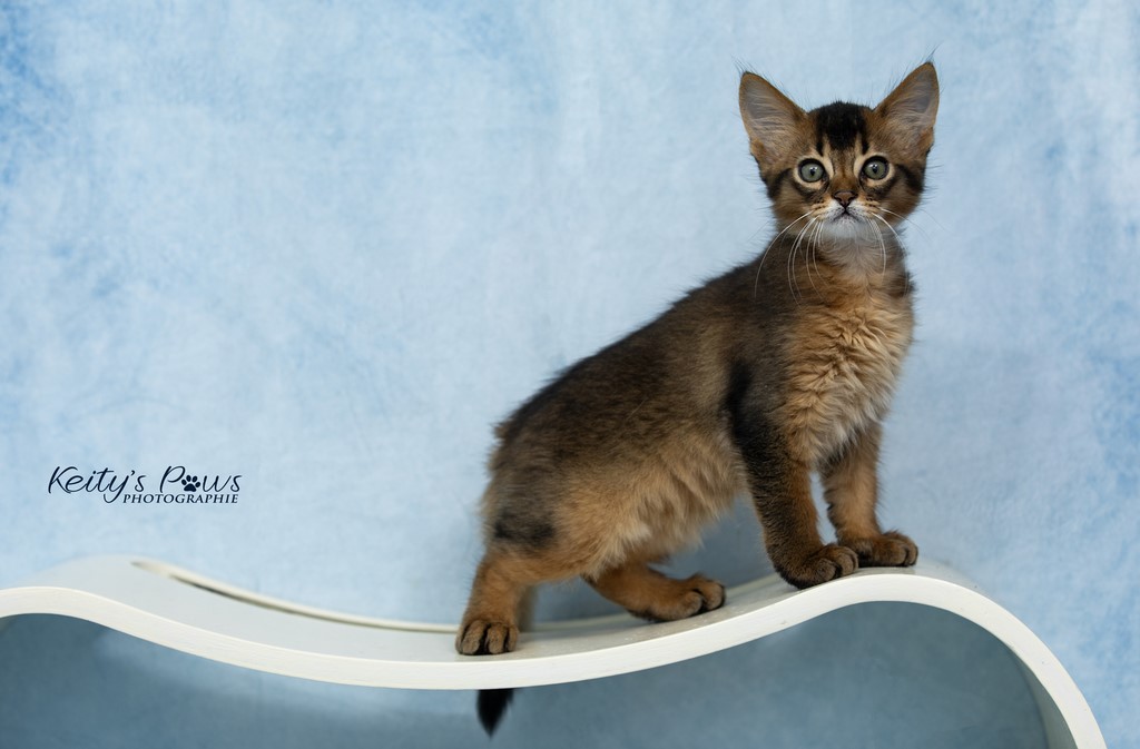 WhisperWing "Necko" 2 Mois