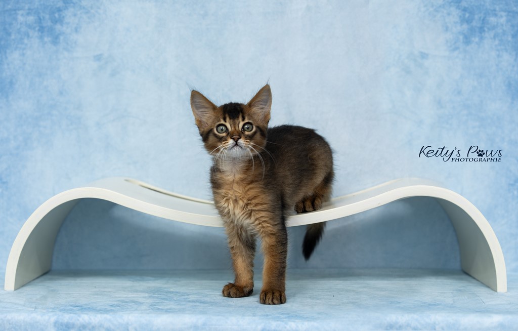 WhisperWing "Necko" 2 Mois