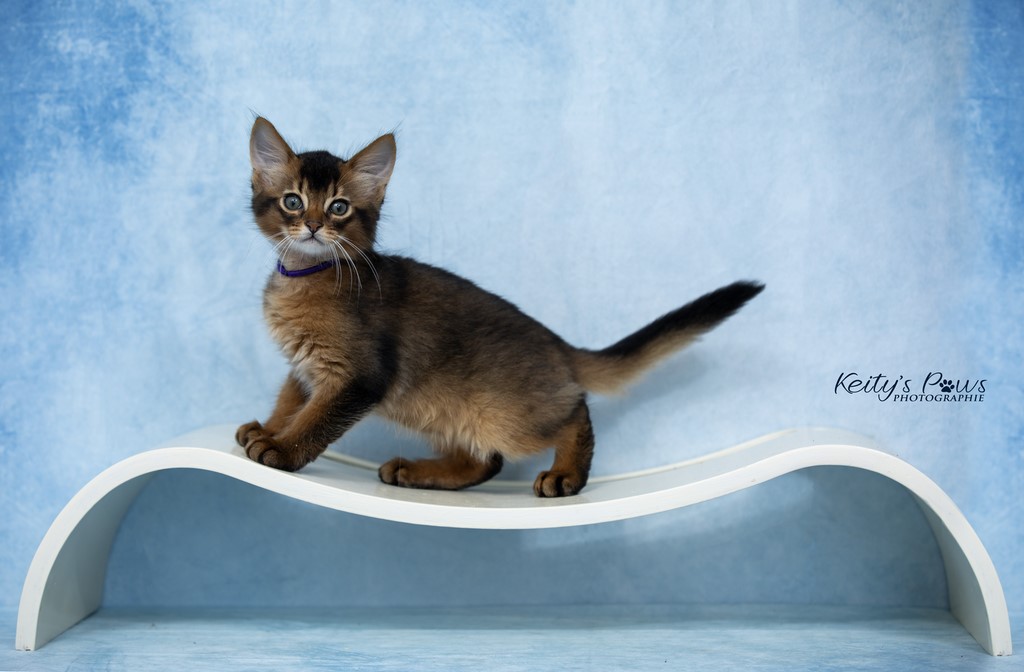 WhisperWind "Zorion" 2 Mois