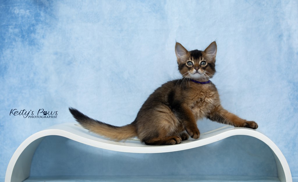 WhisperWind "Zorion" 2 Mois