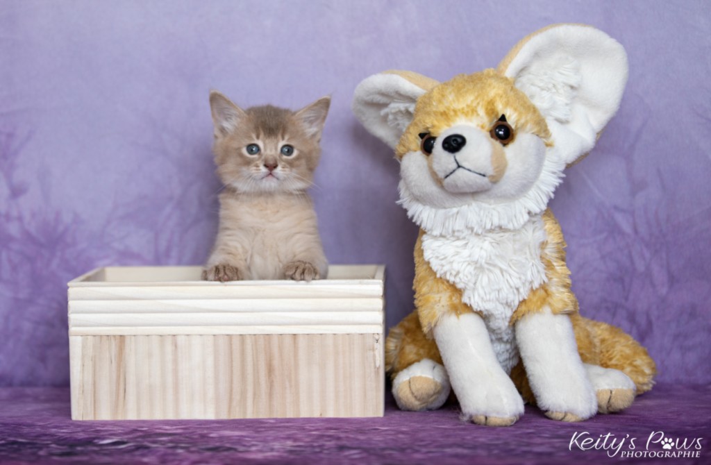 BorealBright-Braum (Fawn) 1 Mois